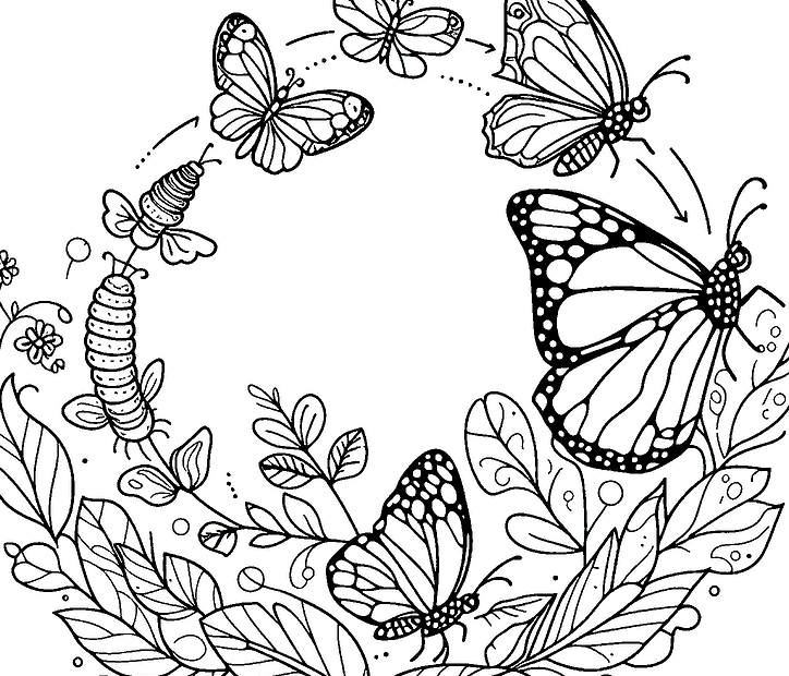 Butterfly Metamorphosis Coloring Page Free PDF Printable