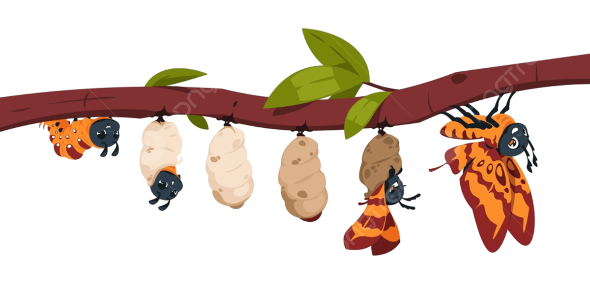 Butterfly Metamorphosis Butterfly Metamorphosis