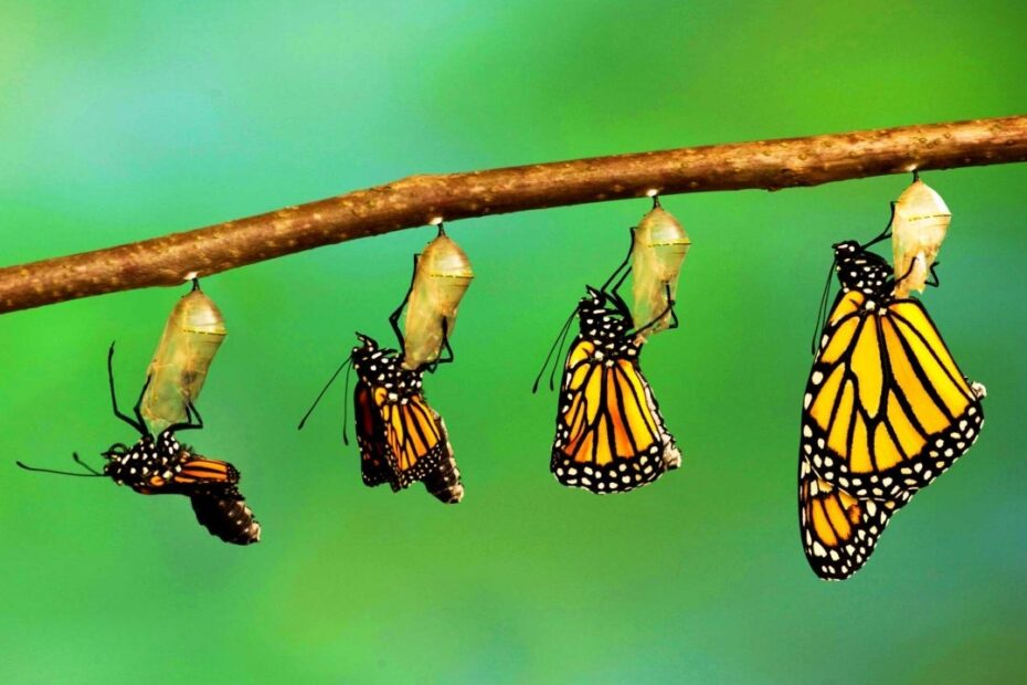 Butterfly Metamorphosis S Experienca