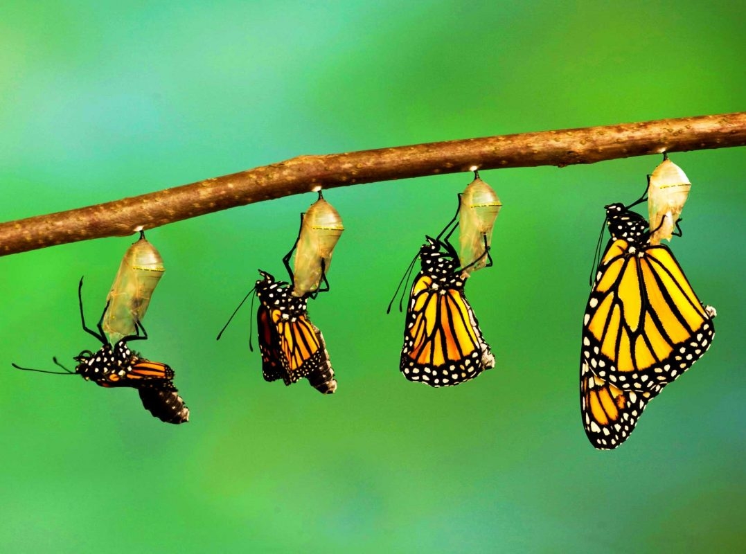 Butterfly Metamorphosis S Experienca Butterfly Metamorphosis S Experienca