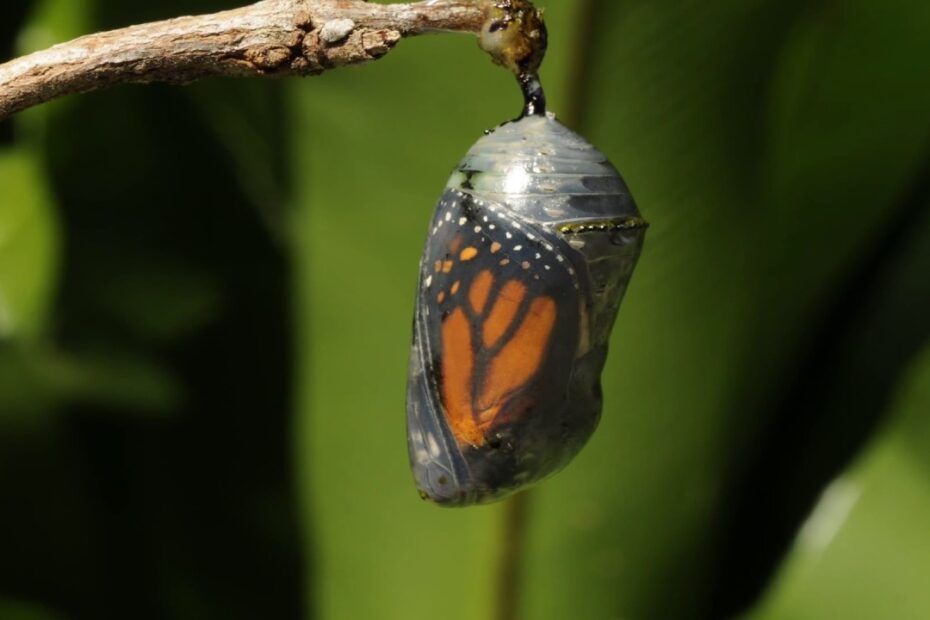 Butterfly Pupa Chrysalis