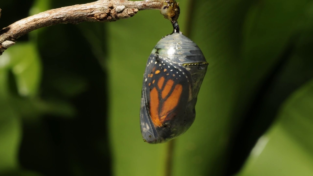 Butterfly Pupa Chrysalis Butterfly Pupa Chrysalis