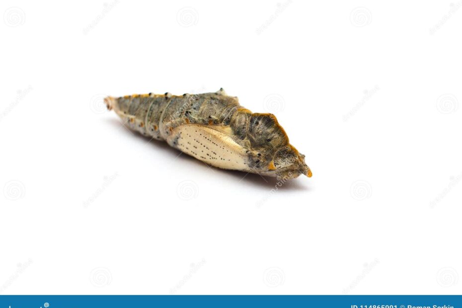 Butterfly Pupa Of Cabbage White Stock Image Image Of White Larva