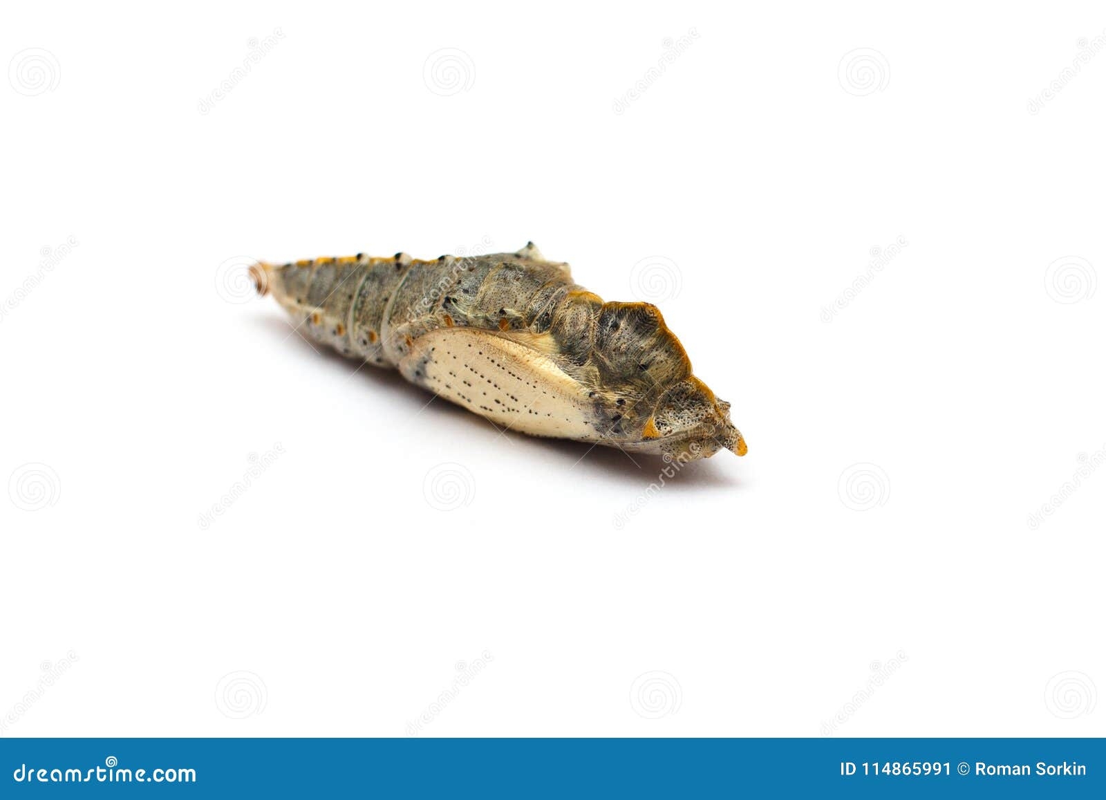Butterfly Pupa Of Cabbage White Stock Image Image Of White Larva Butterfly Pupa Of Cabbage White Stock Image Image Of White Larva
