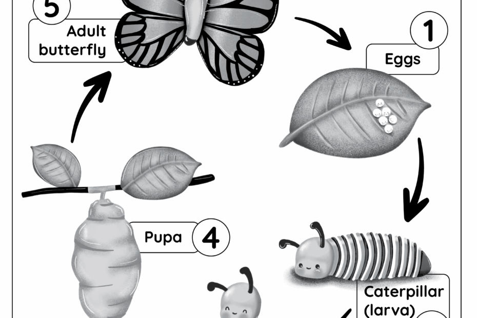 Butterfly Worksheets Superstar Worksheets Worksheets Library