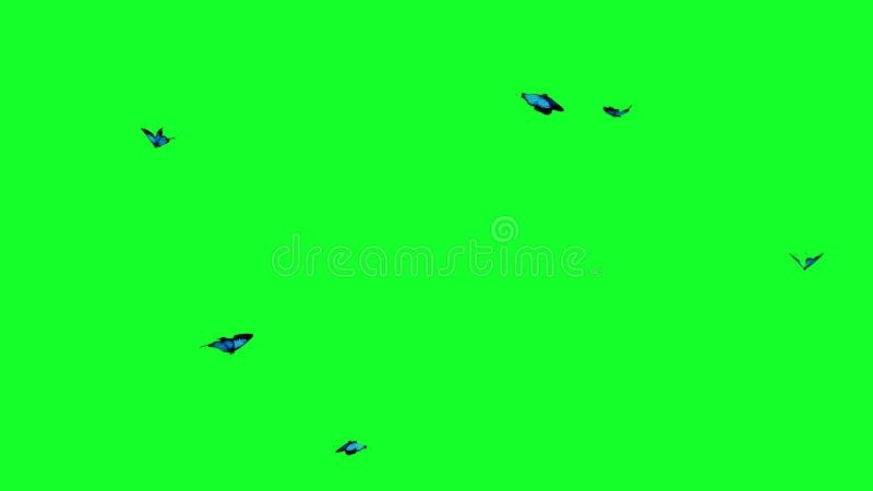Buttrfly Fly Loop On Green Cycle Logo Stock Footage Video Of Buttrfly Fly Loop On Green Cycle Logo Stock Footage Video Of