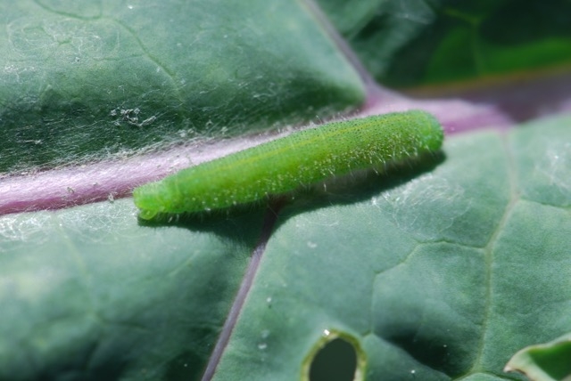 White Cabbage Butterfly Larva White Cabbage Butterfly Larva