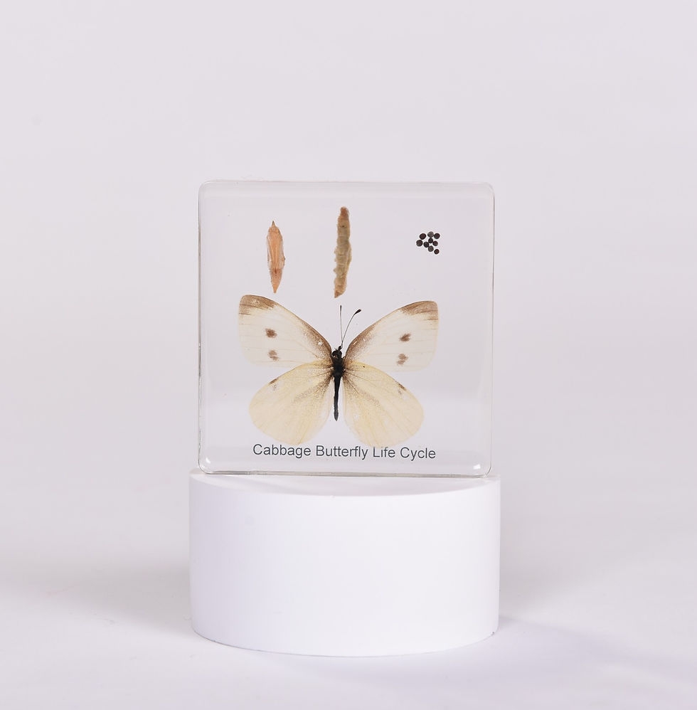 Cabbage Butterfly Life Cycle Specimen Natura Toys Cabbage Butterfly Life Cycle Specimen Natura Toys