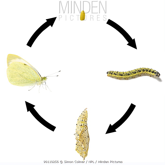 Cabbage Butterfly Stock Photo Minden Pictures Cabbage Butterfly Stock Photo Minden Pictures