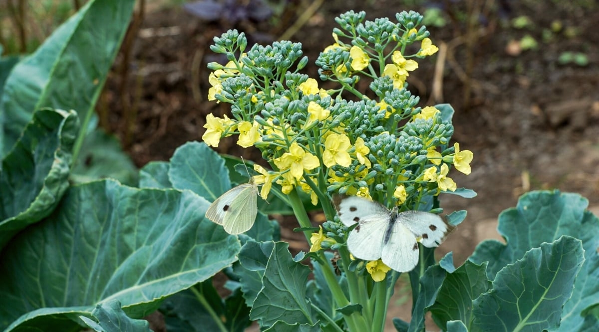 Cabbage Growth Cycle Cabbage Growth Cycle