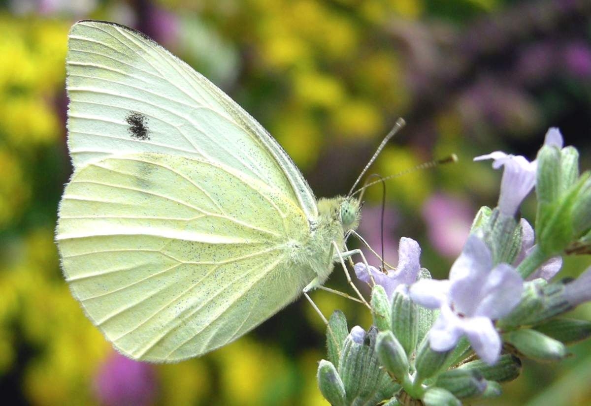 Cabbage Moth Pieris Brassicae Is A Large White Butterfly Species That Cabbage Moth Pieris Brassicae Is A Large White Butterfly Species That