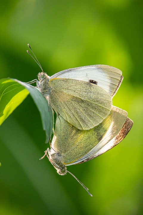 Cabbage White Butterflies Insects Free Photo On Pixabay