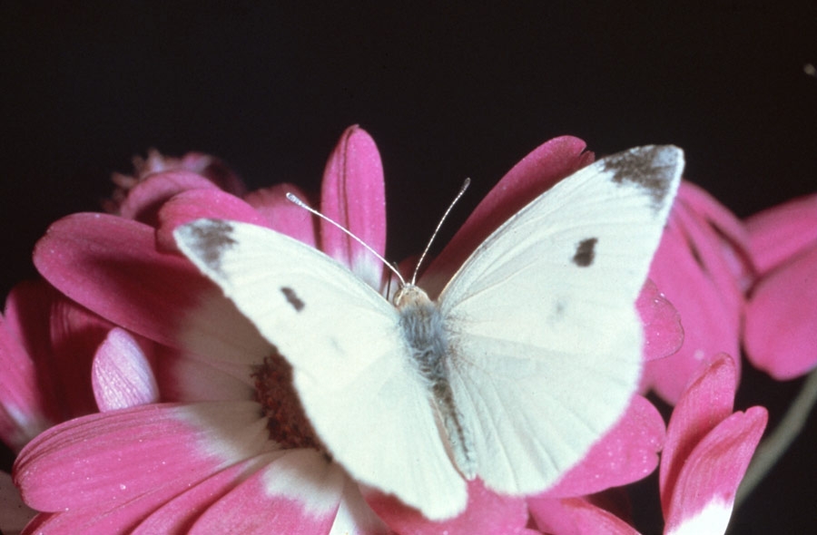 Cabbage White Butterfly Host Plants Cabbage White Butterfly Host Plants