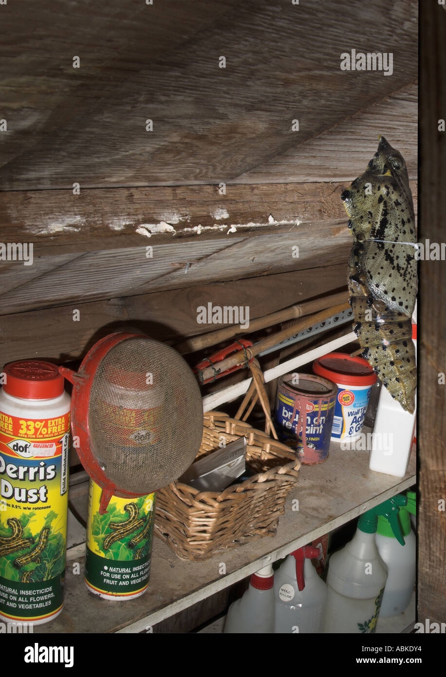 Cabbage White Butterfly Chrysalis Enlarged manipulated Chrysalis On Cabbage White Butterfly Chrysalis Enlarged manipulated Chrysalis On