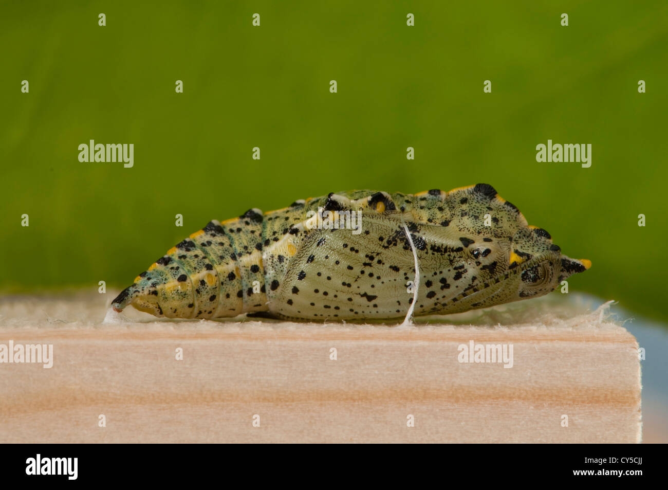 Cabbage White Butterfly Chrysalis Hi res Stock Photography And Images Cabbage White Butterfly Chrysalis Hi res Stock Photography And Images