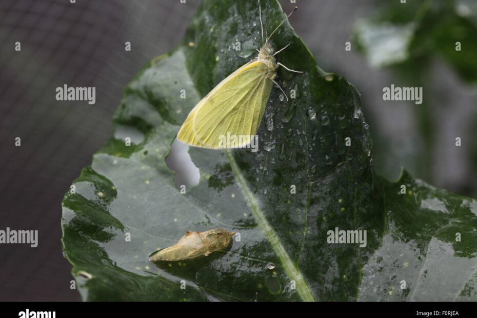 Cabbage White Butterfly Chrysalis Hi res Stock Photography And Images