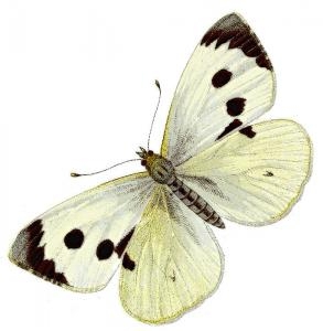 Vintage Butterfly Drawing Cabbage White Vintage Butterfly Drawing Cabbage White