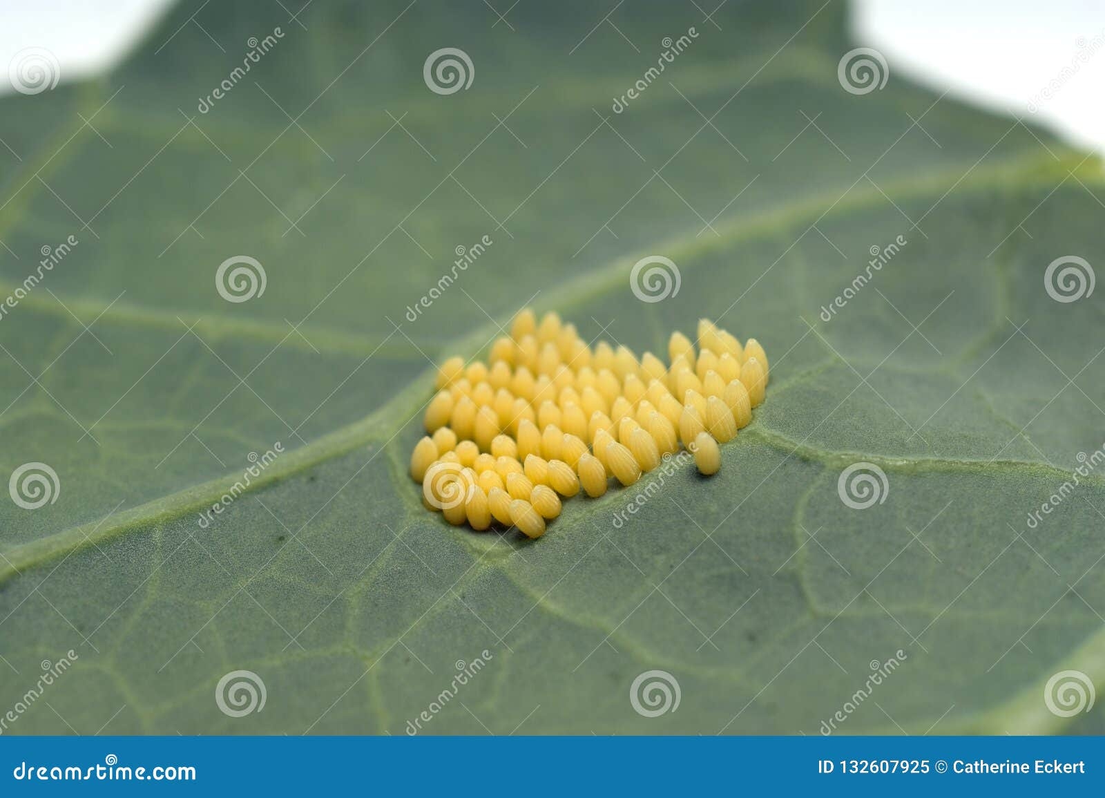 Cabbage White Butterfly Eggs On Wallflowers Cabbage White Butterfly Eggs On Wallflowers