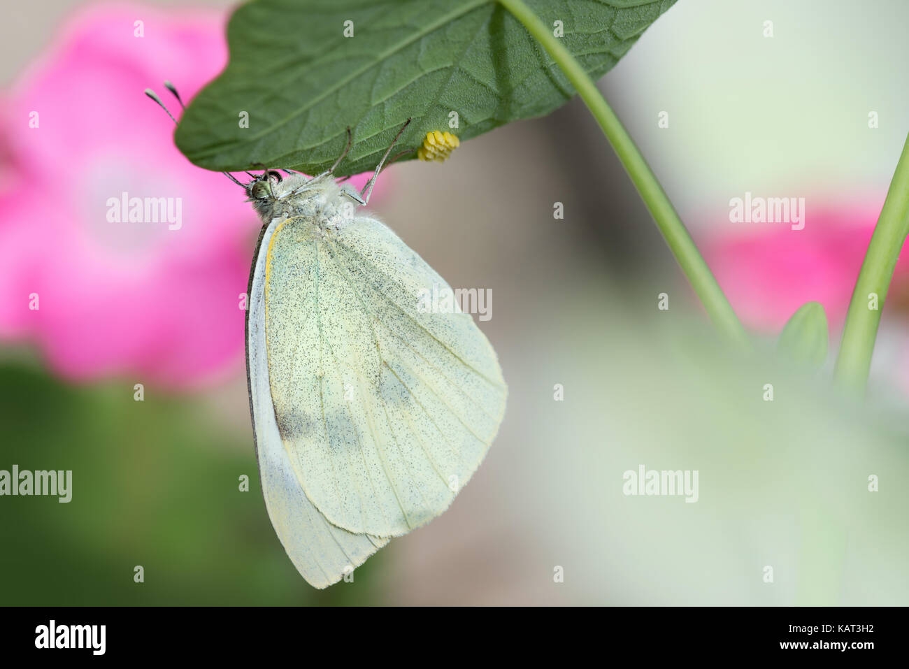 Cabbage White Butterfly Eggs Stock Photo Alamy Cabbage White Butterfly Eggs Stock Photo Alamy