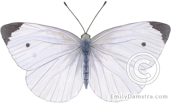 Cabbage White Butterfly Drawing Cabbage White Butterfly Drawing
