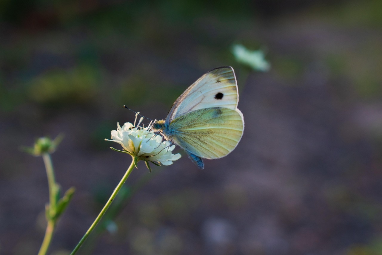 Cabbage White Butterfly Free Photo On Pixabay Pixabay Cabbage White Butterfly Free Photo On Pixabay Pixabay