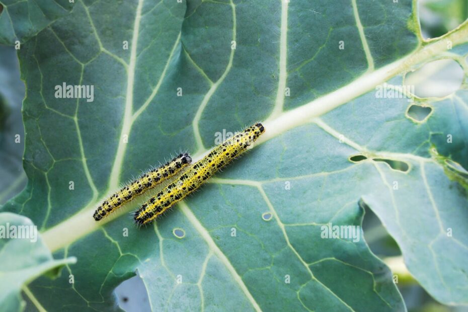 Cabbage White Butterfly Larva Hi res Stock Photography And Images Alamy
