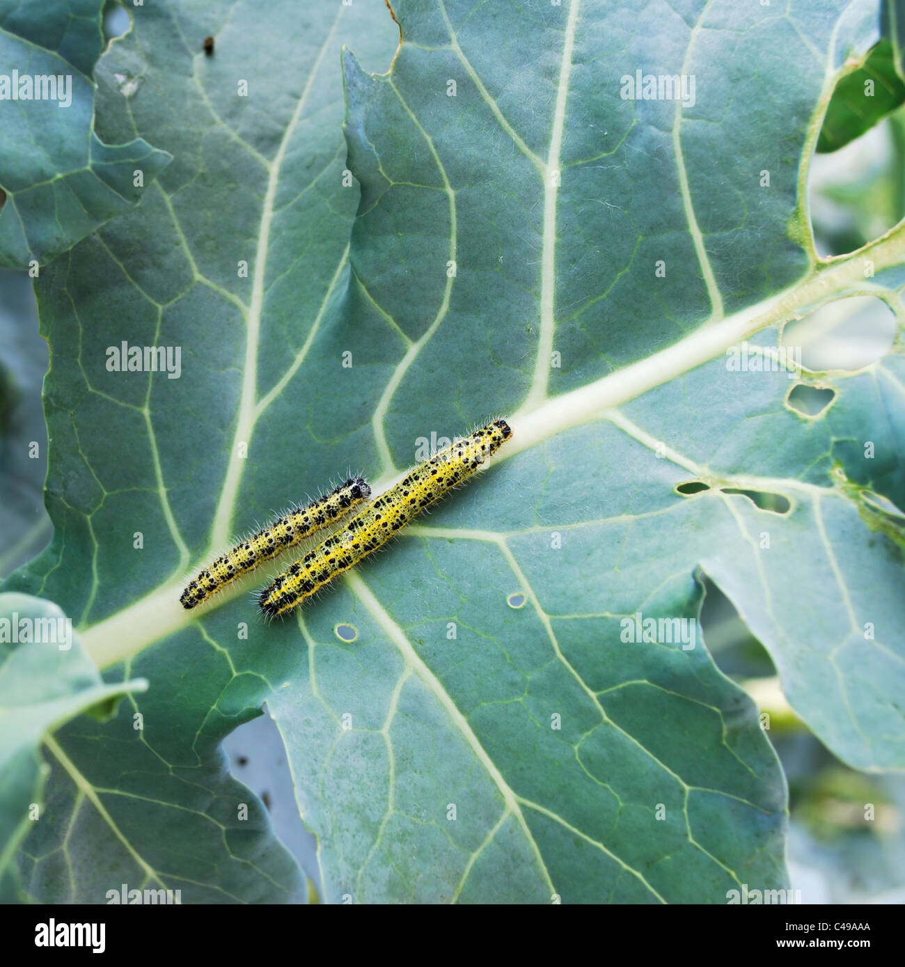 Cabbage White Butterfly Larva Hi res Stock Photography And Images Alamy Cabbage White Butterfly Larva Hi res Stock Photography And Images Alamy