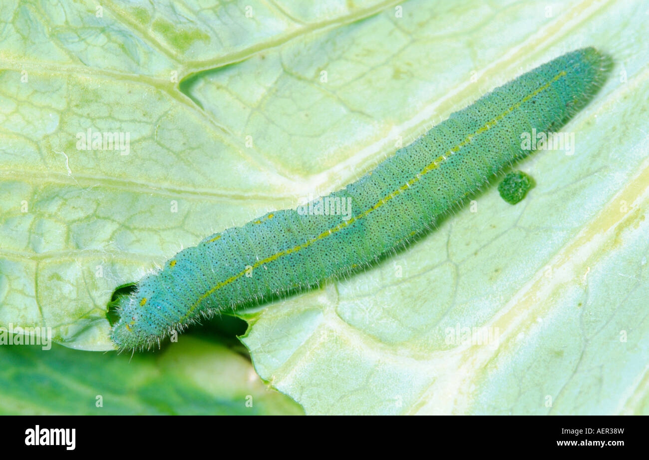 Cabbage White Butterfly Larva Stock Photo Alamy Cabbage White Butterfly Larva Stock Photo Alamy