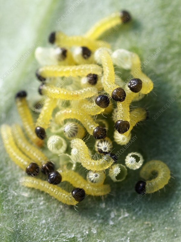 Cabbage White Butterfly Larvae Stock Image C005 3486 Science Cabbage White Butterfly Larvae Stock Image C005 3486 Science