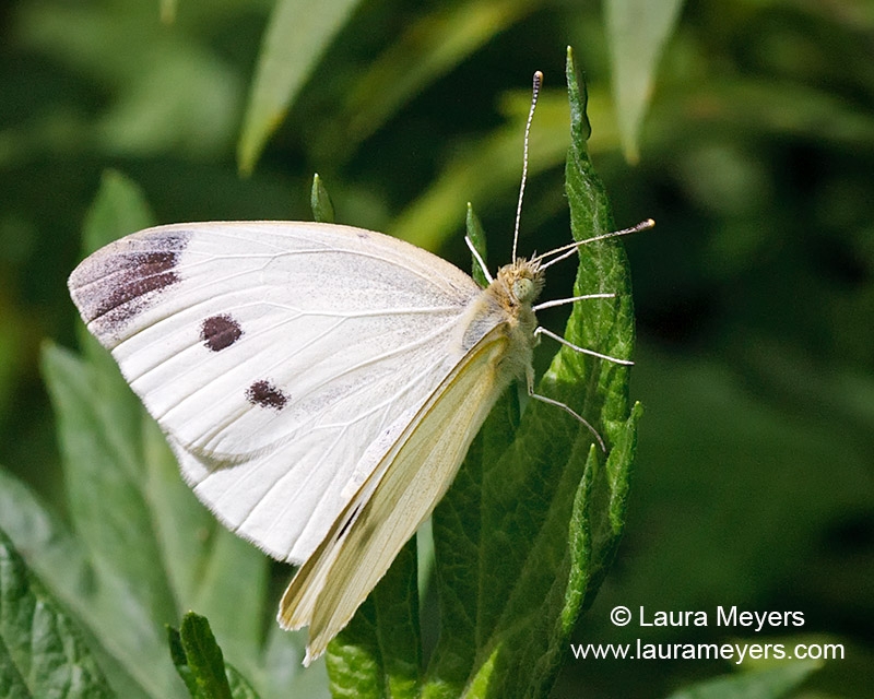 Cabbage White Butterfly Photos Cabbage White Butterfly Photos