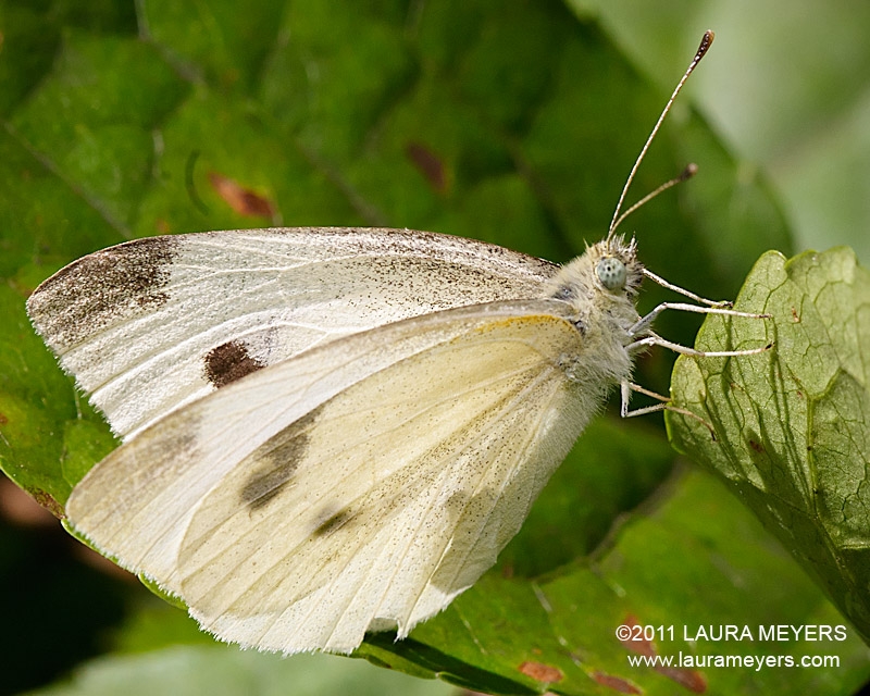 Cabbage White Butterfly Laura Meyers Photography