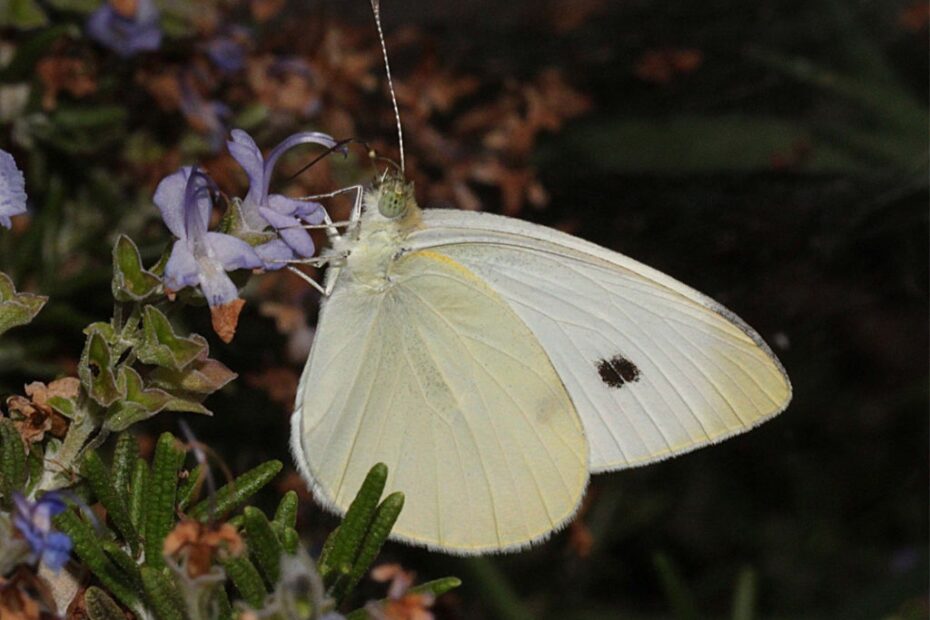 Cabbage White Butterfly Photos Size Identification Geographic