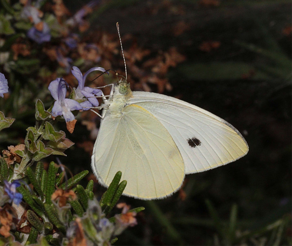 Cabbage White Butterflies