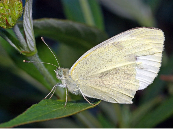 Cabbage White Butterfly Pieris Rapae Cabbage White Butterfly Pieris Rapae