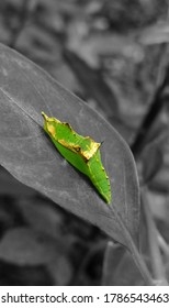 Cabbage White Butterfly Pupa Stage Stock Photo 1786543463 Shutterstock Cabbage White Butterfly Pupa Stage Stock Photo 1786543463 Shutterstock