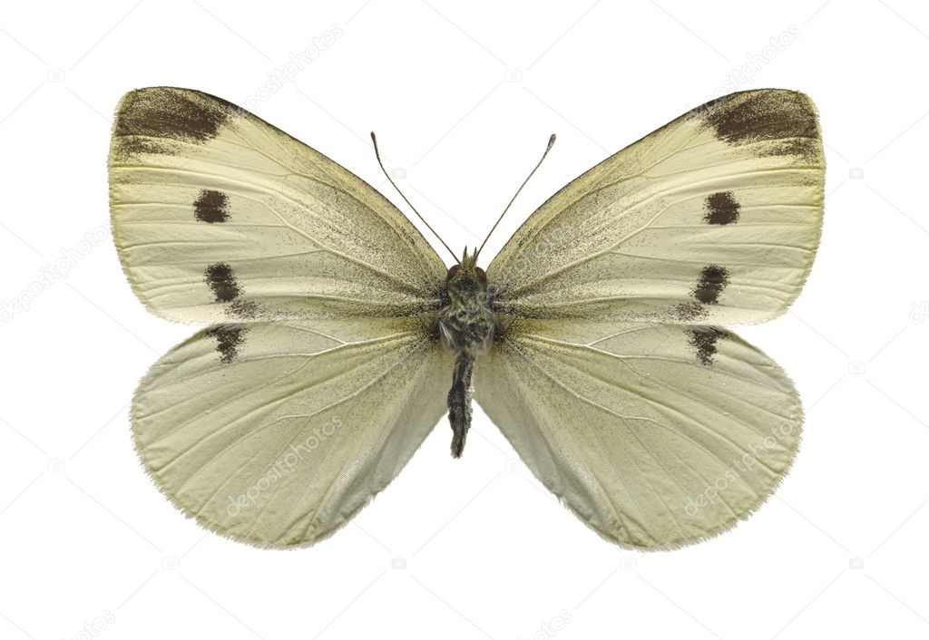 Cabbage White Butterfly Stock Photo Michieldewit 2649355 Cabbage White Butterfly Stock Photo Michieldewit 2649355
