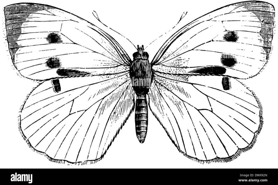 Cabbage White Butterfly Vintage Hi res Stock Photography And Images Alamy