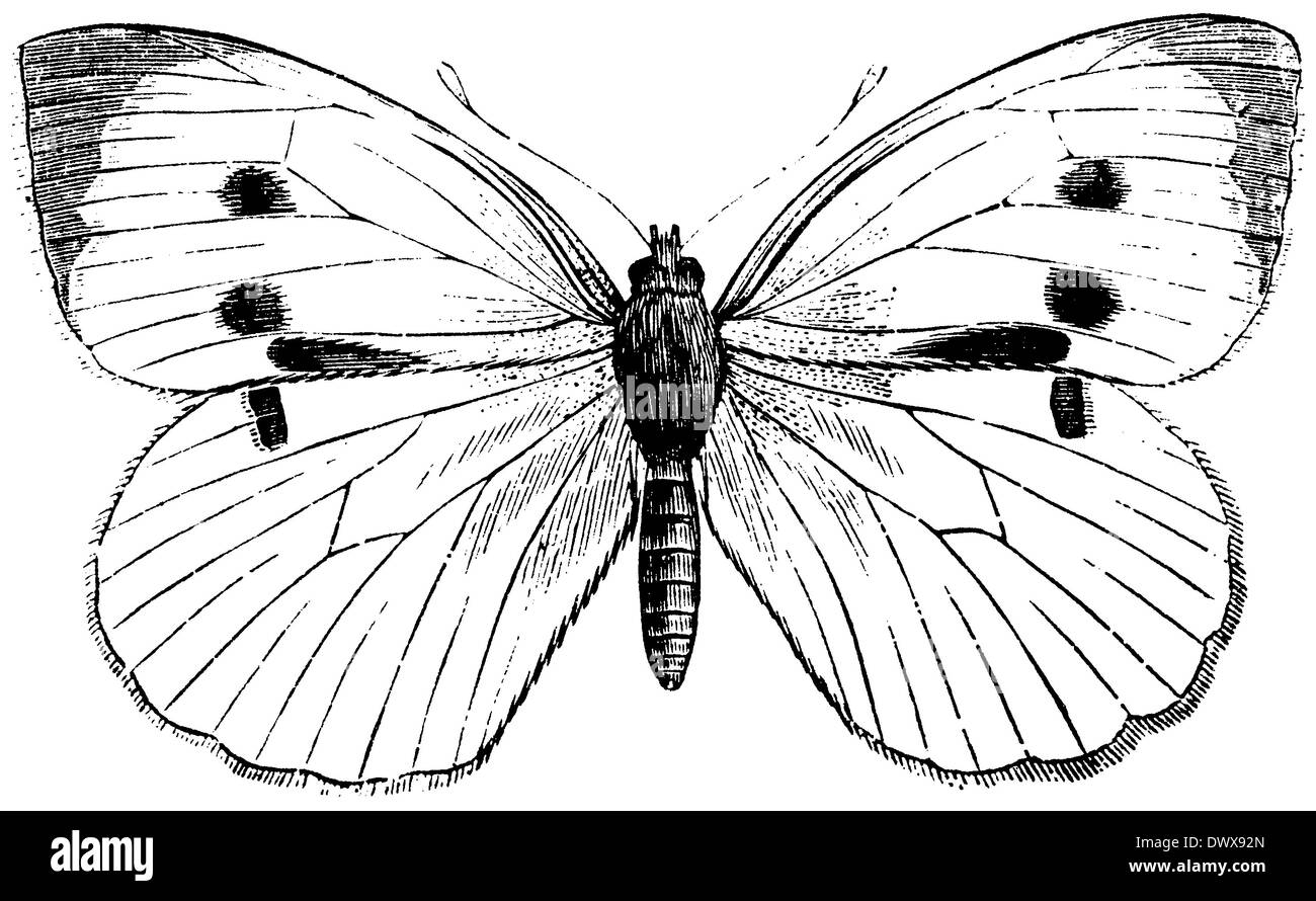 Cabbage White Butterfly Vintage Hi res Stock Photography And Images Alamy Cabbage White Butterfly Vintage Hi res Stock Photography And Images Alamy
