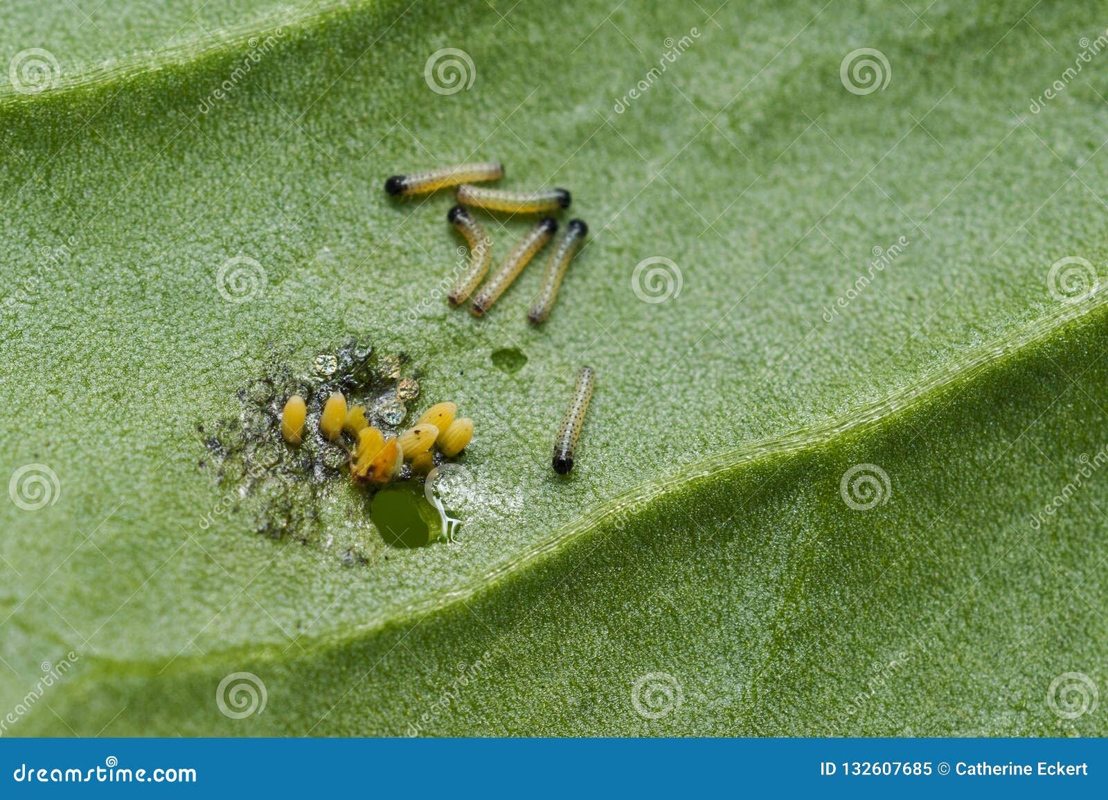 Cabbage White Larvae And Eggs Stock Image Image Of Feeding Cabbage White Larvae And Eggs Stock Image Image Of Feeding
