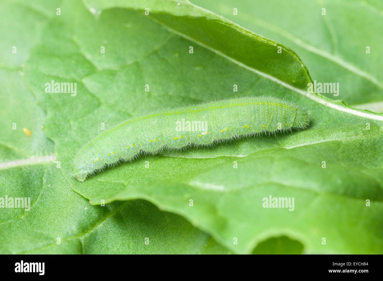 Small Cabbage White Butterfly Small Cabbage White Butterfly
