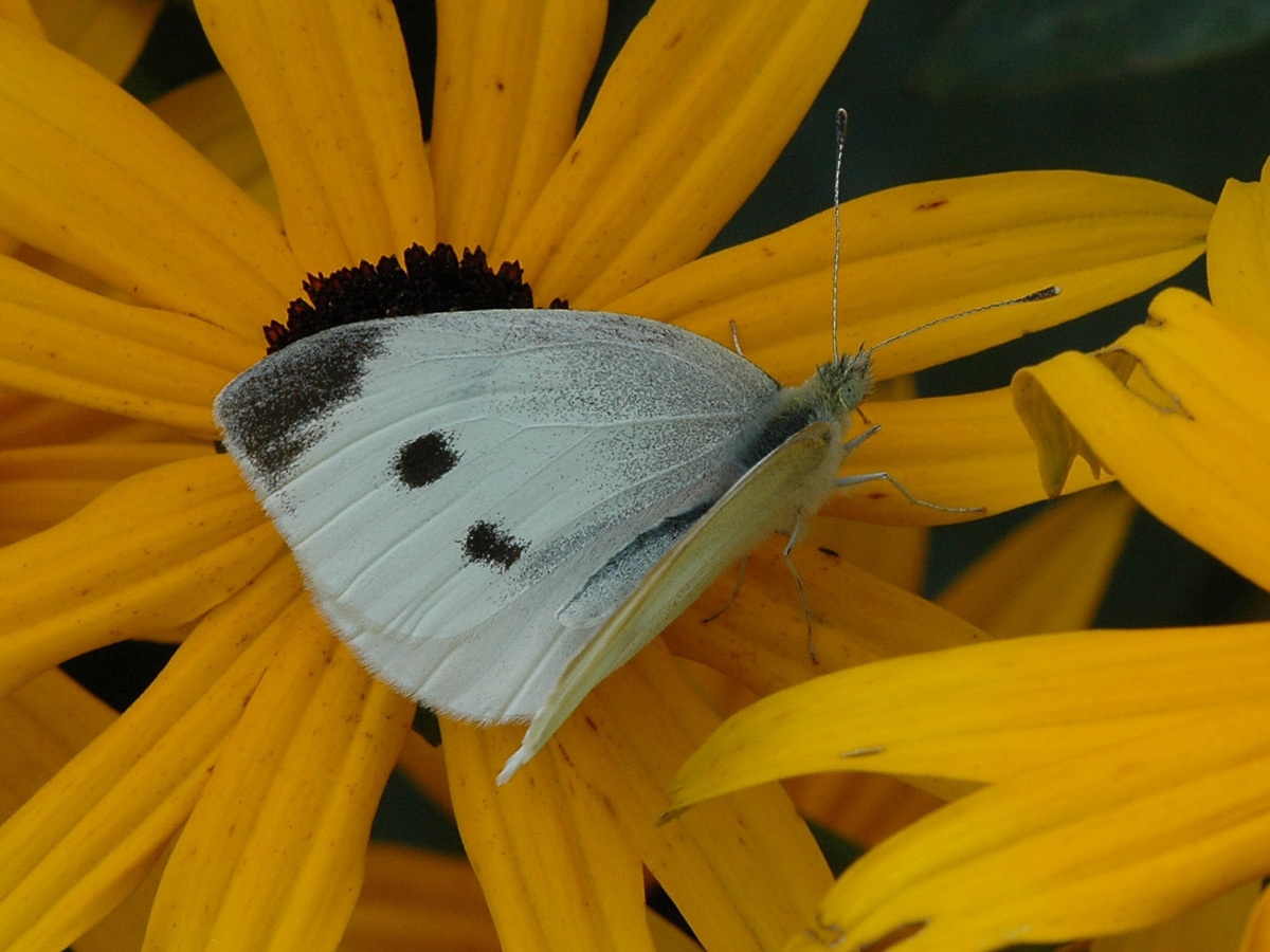 Cabbage White Wisconsinbutterflies