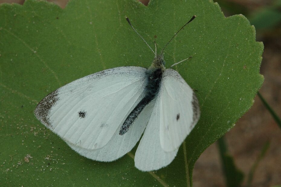 Cabbage White Wisconsinbutterflies
