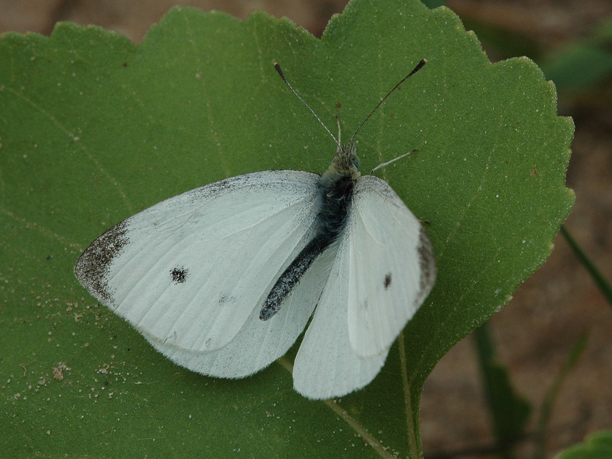 Cabbage White Wisconsinbutterflies
