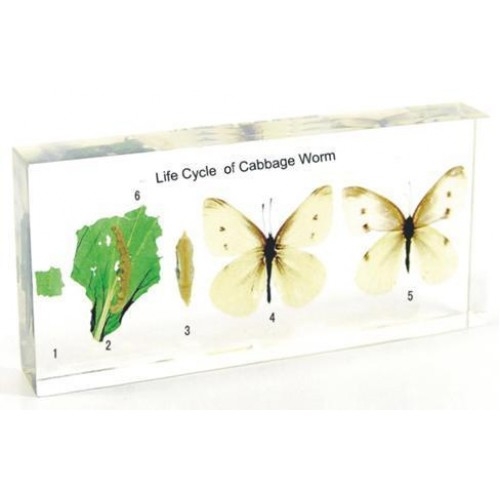 Cabbage Worm Life Cycle Cabbage Worm Life Cycle