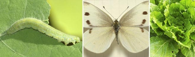 Cabbage Worm Salisbury Greenhouse Blog