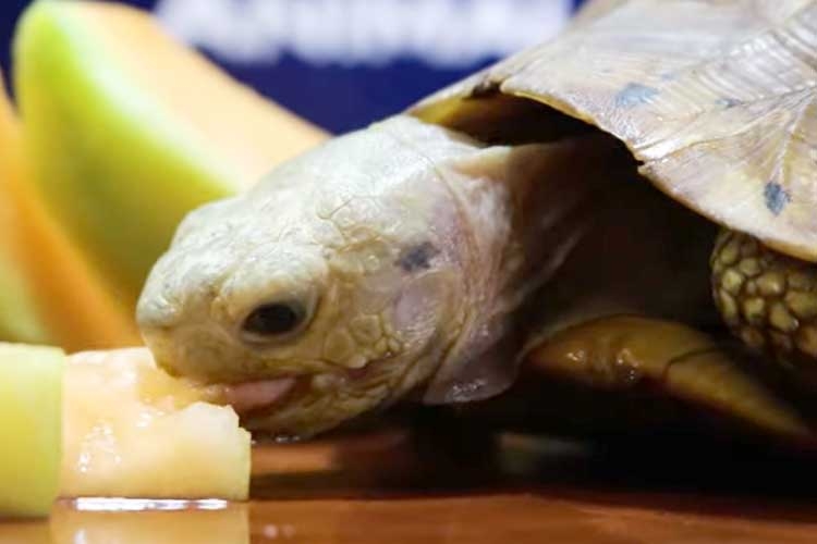 Can Turtles Eat Cantaloupe At What Age Is It Safe Can Turtles Eat Cantaloupe At What Age Is It Safe