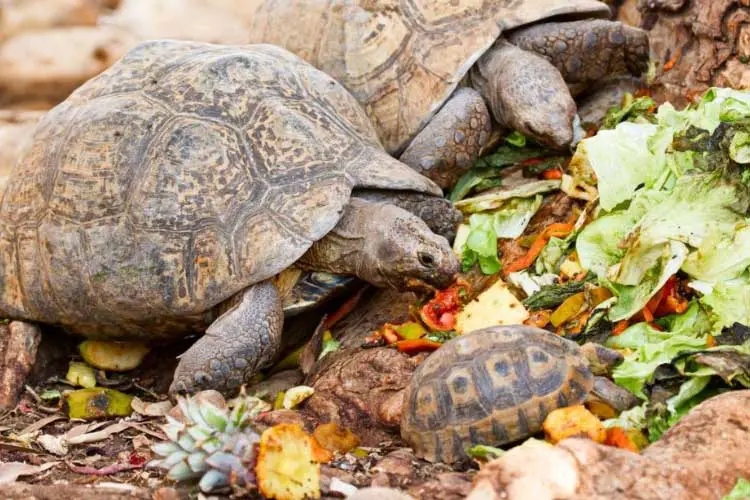 what colors can turtles be what colors can turtles be