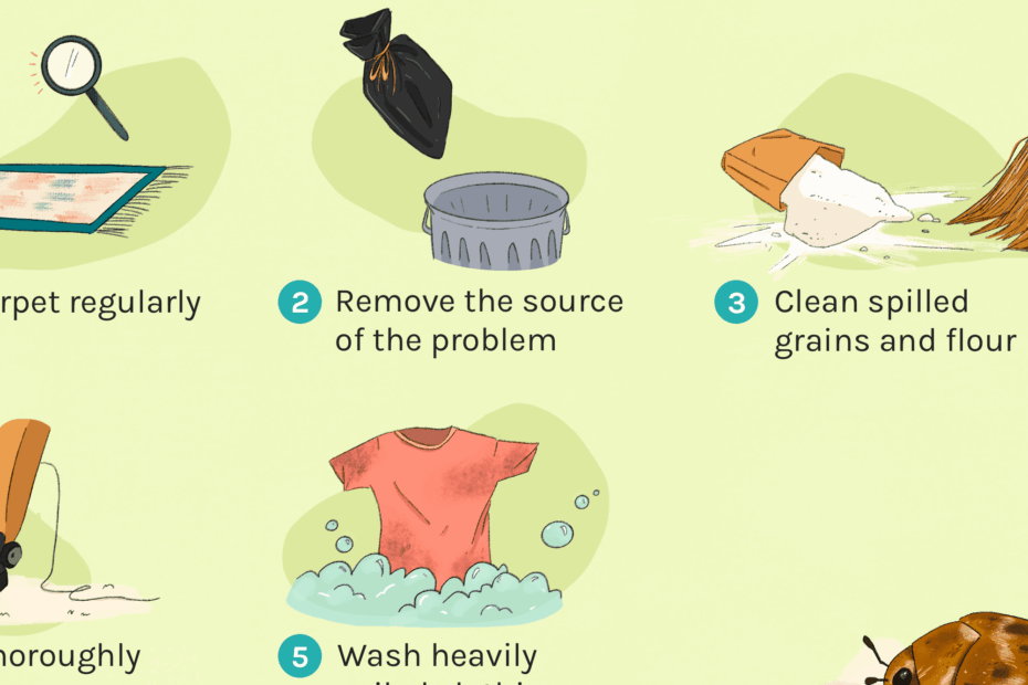 Carpet Beetle Life Cycle