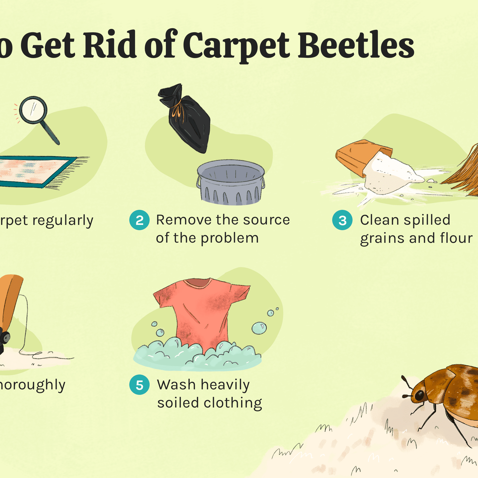 Carpet Beetle Life Cycle Carpet Beetle Life Cycle