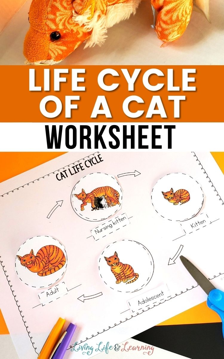 Cat Life Cycle For Kids Cat Life Cycle For Kids